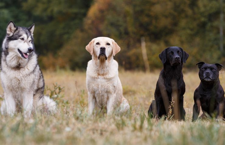 sopravvivenza cani uomo