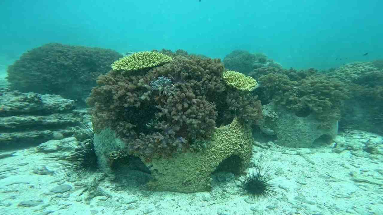 Reef Balls ambiente corallo dopo morte