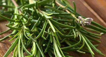 Rosmarino, bruciane un rametto in casa: pochi minuti e scoprirai perché è geniale