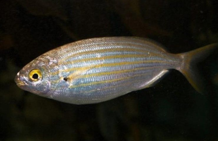 pesce allucinazioni orata