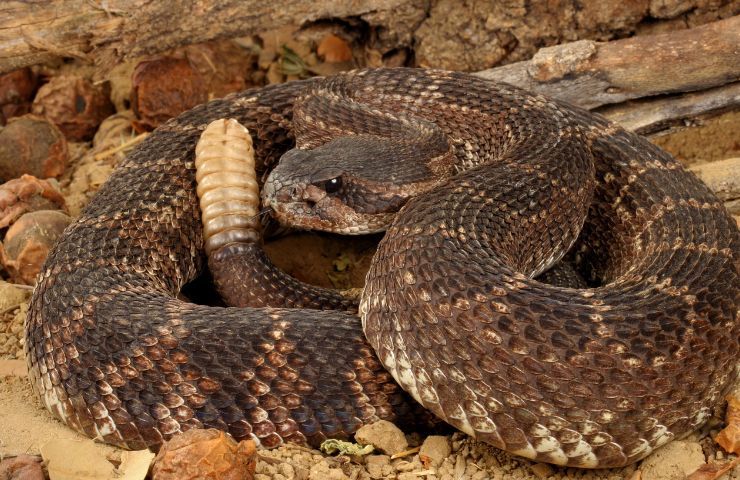 Serpente bruno