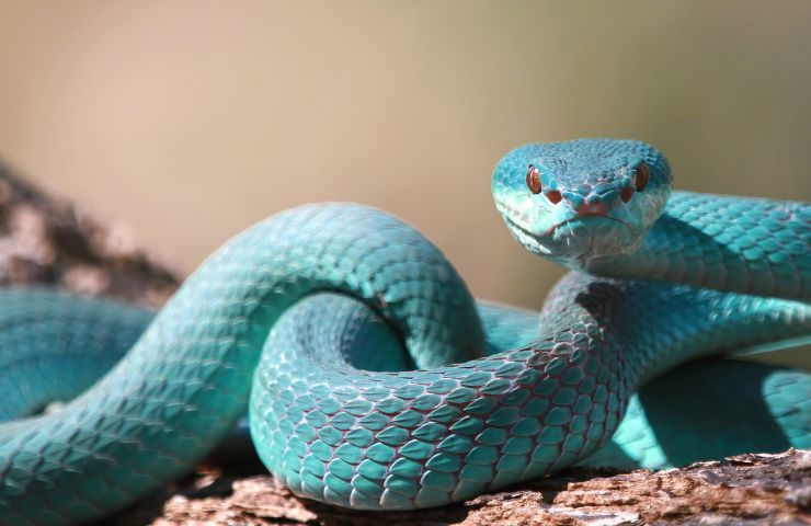 Serpente velenoso