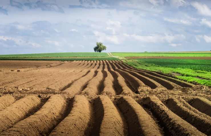 affitto terreno condizioni