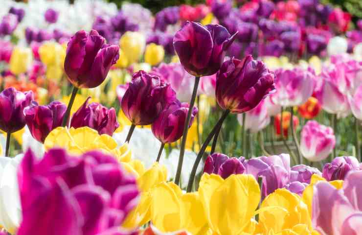 Tulipani, la novità del Bel Paese