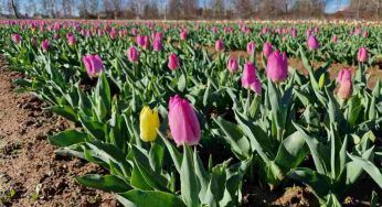 Tulipani, riapre in Italia il campo di Arese