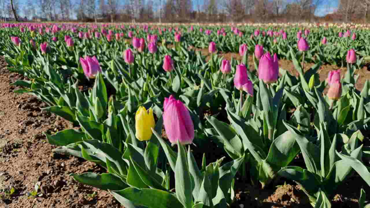 Tulipani: novità in arrivo nel Bel Paese
