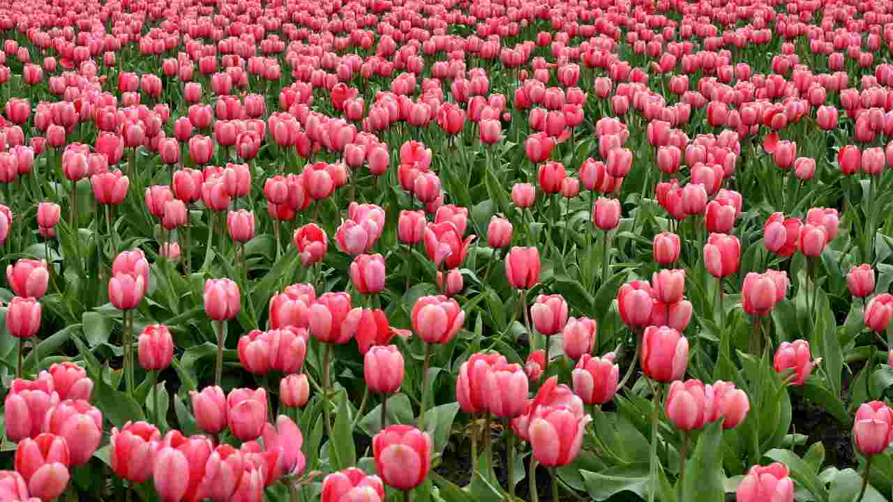 Campi tulipani posti visitare Italia