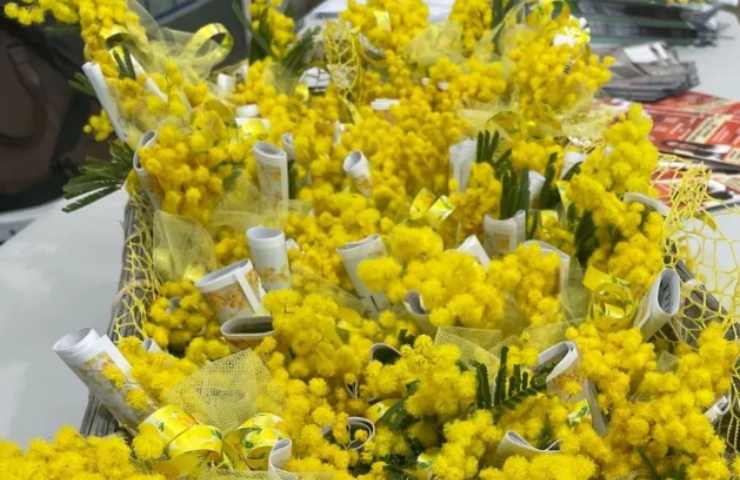 Mimose causa siccità sempre meno