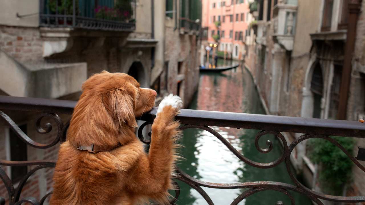 cane museo venezia iniziativa