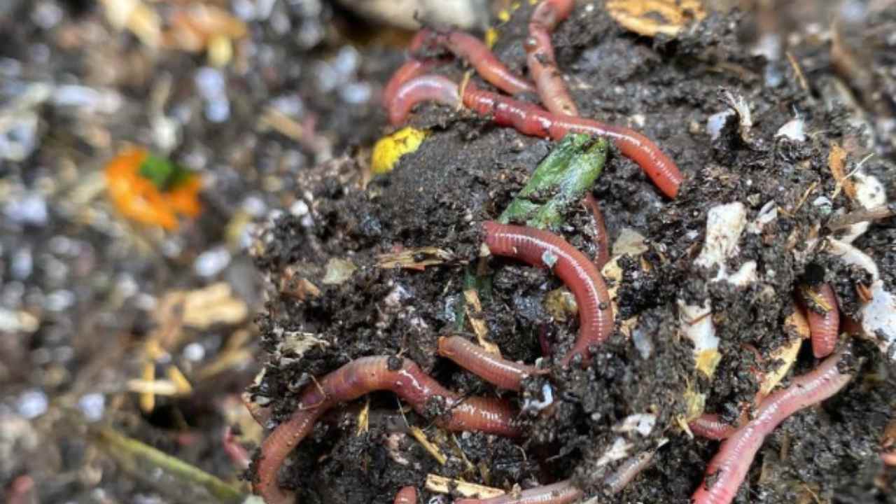 Arachnocampa luminosa, il verme che rende magiche le grotte