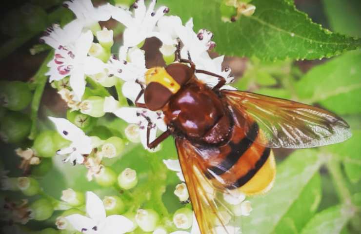 api vespe giardino vitale importanza
