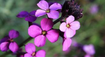 Violaciocca, i suoi fiori hanno un eccezionale profumo: prenditene cura così