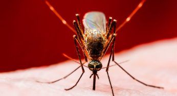 Zanzare, l’ultima specie scoperta è più grande e più veloce