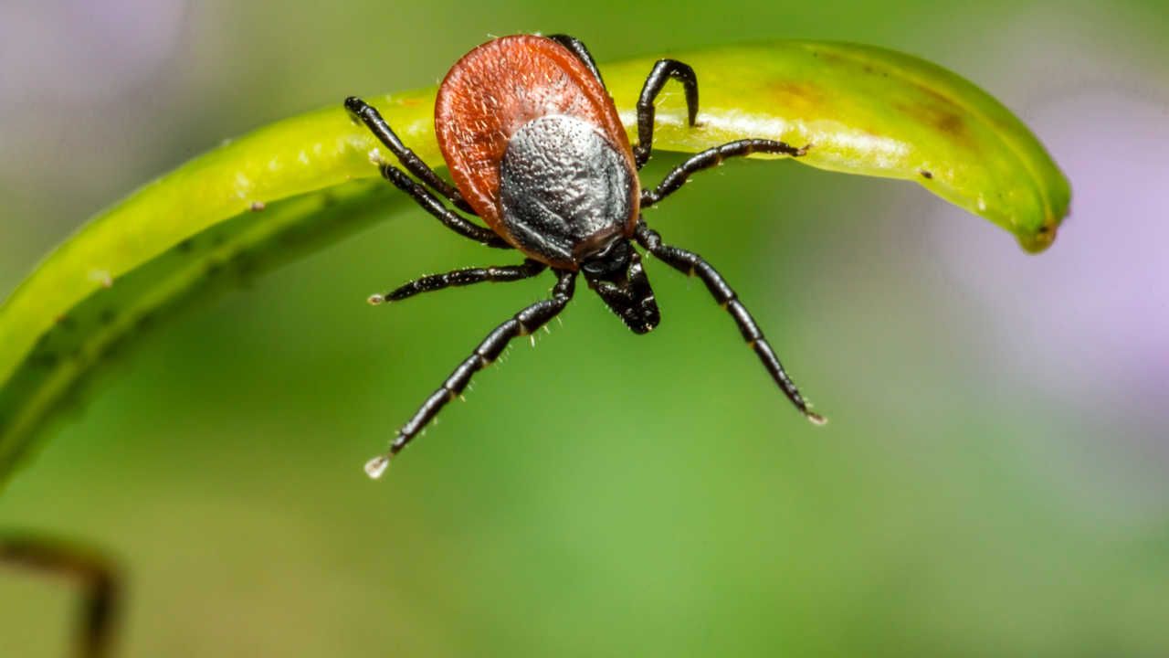 Morso zecca possibili sintomi conseguenza come trattare