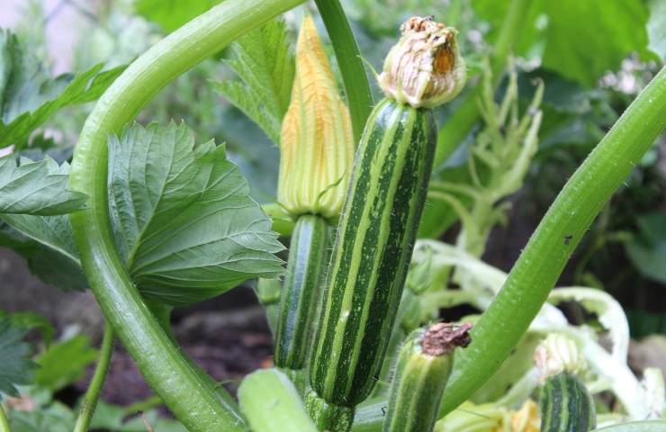 zucchine consigli coltivazione