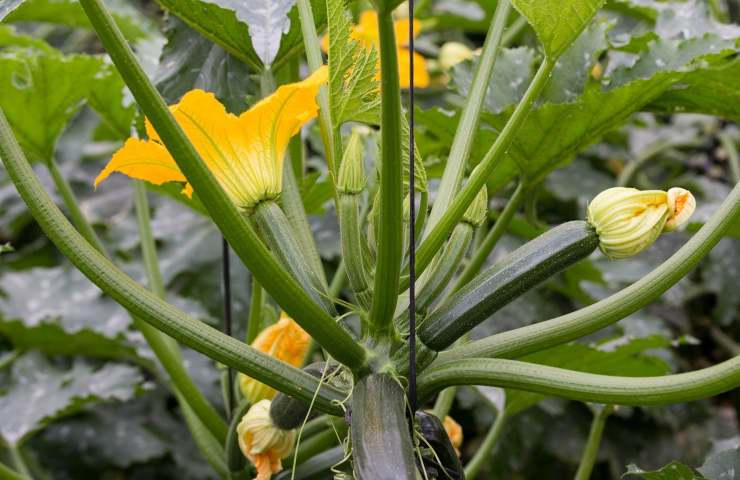 perché coltivare le zucchine nell'orto