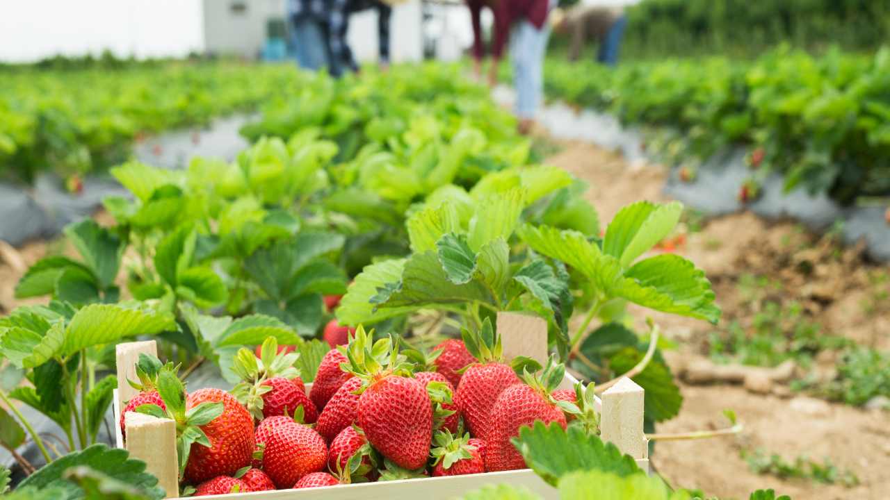 agricoltura siccità conseguenze