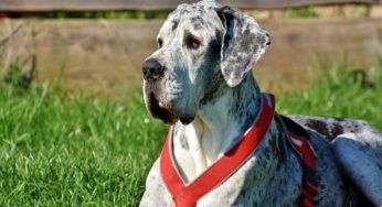 Alano, il cane gigante dal carattere mansueto e giocoso