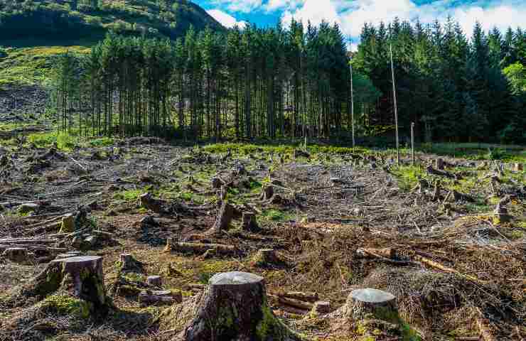 deforestazione causa cambiamenti clima aumento temperatura