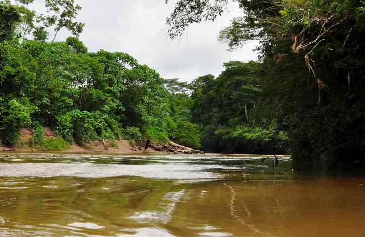 vegetazione amazzonica ricca biodiversità