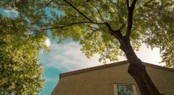 Il tuo vicino di casa deve tagliare un albero: c’è un obbligo molto preciso