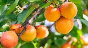 Albicocche, non immagini i benefici per la salute: questi sono solo alcuni