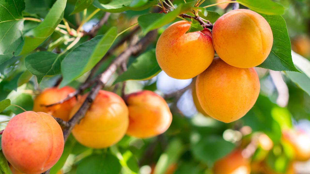 albicocche proprietà nutritive