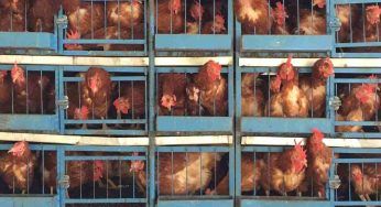Allevamenti biologici, gli animali non sono sicuro neanche qui