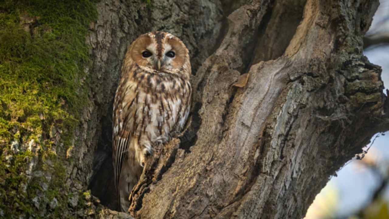 allocco habitat e caccia