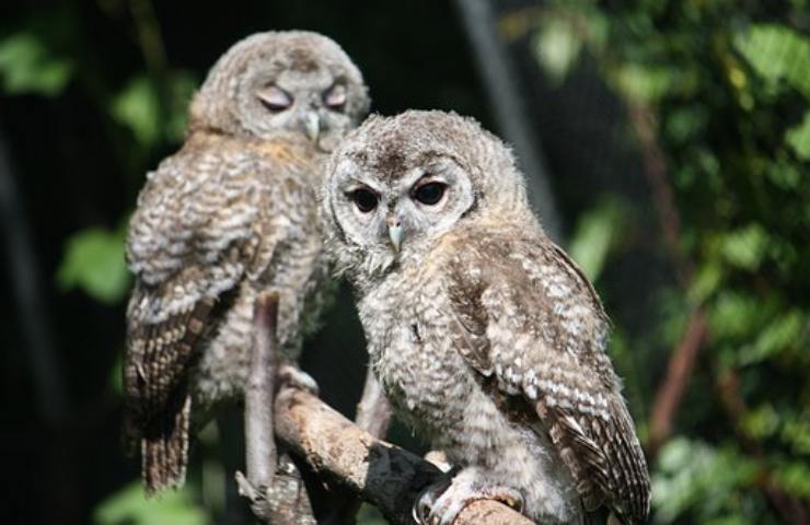 allocco habitat e caccia