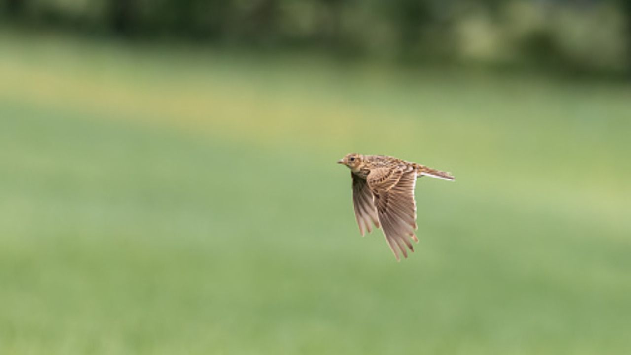 allodola grandi ali volo