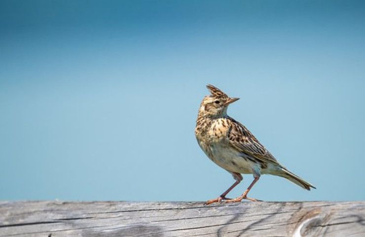 allodola grandi ali volo