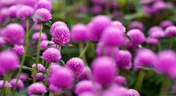 Semi di amaranto: un aiuto per il colesterolo (e per la dieta)