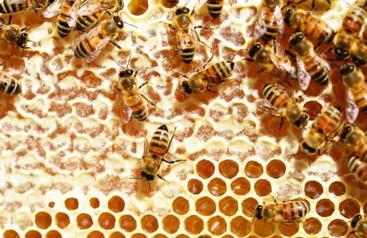 Produzione miele pericolo 