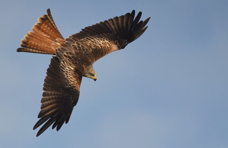 aquila rapace cosa mangia