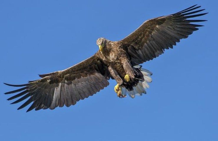 aquila rapace cosa mangia