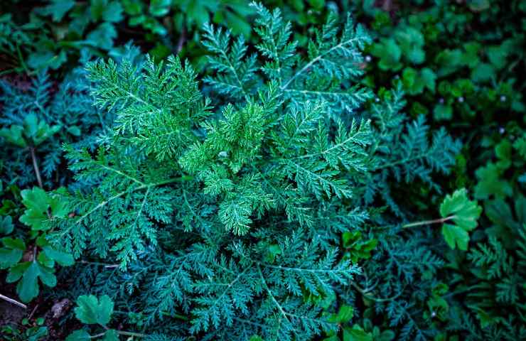 Artemisia perché era considerata magica