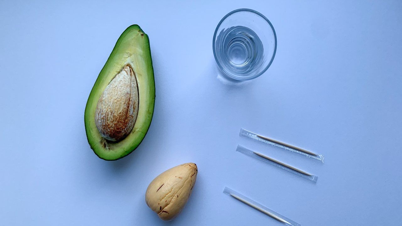 avocado come coltivare in casa