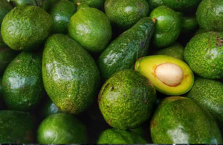 avocado sicurio