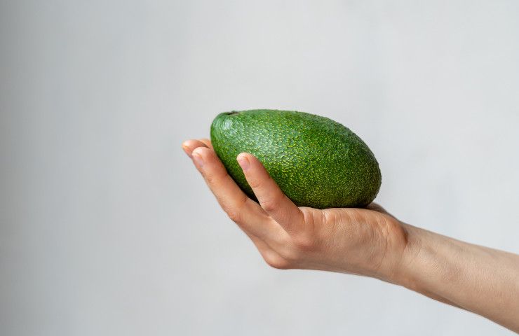 avocado come coltivare in casa