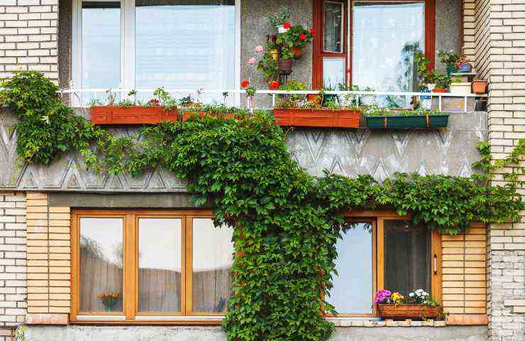 balcone esposto a nord piante