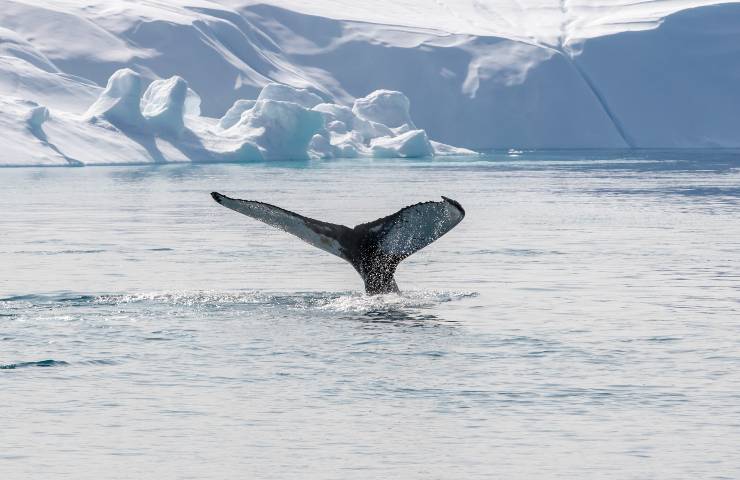 cibo balene rubato dai pescherecci