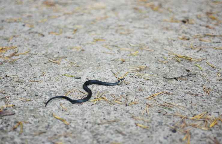 biscia innocua vipera velenosa