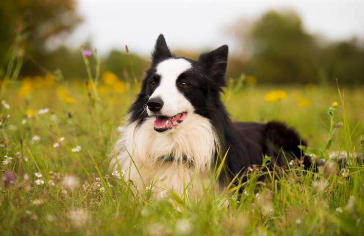 Border collie tra i cani preferiti