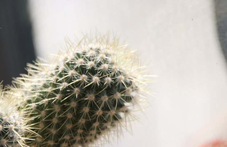cactus carta igienica trucco