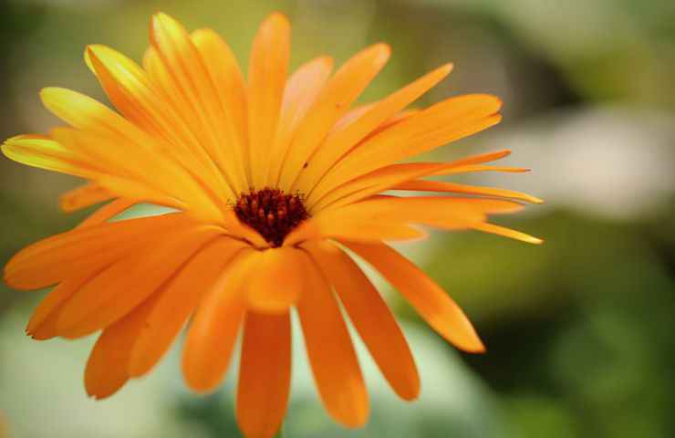 fiore calendula officinalis