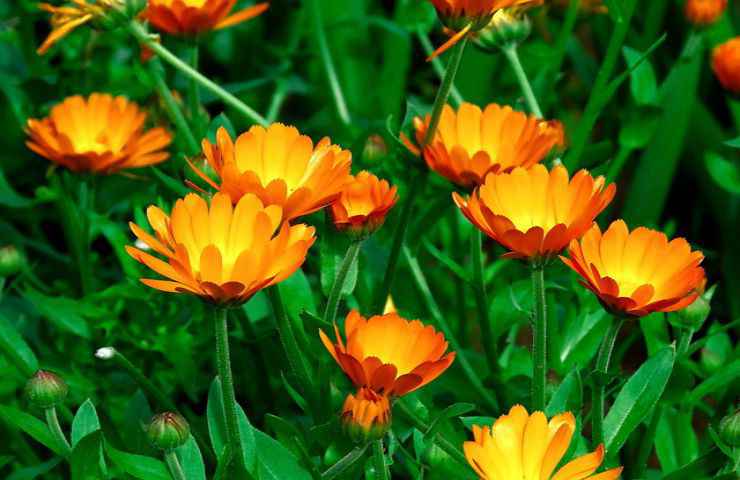 prato calendule fiori