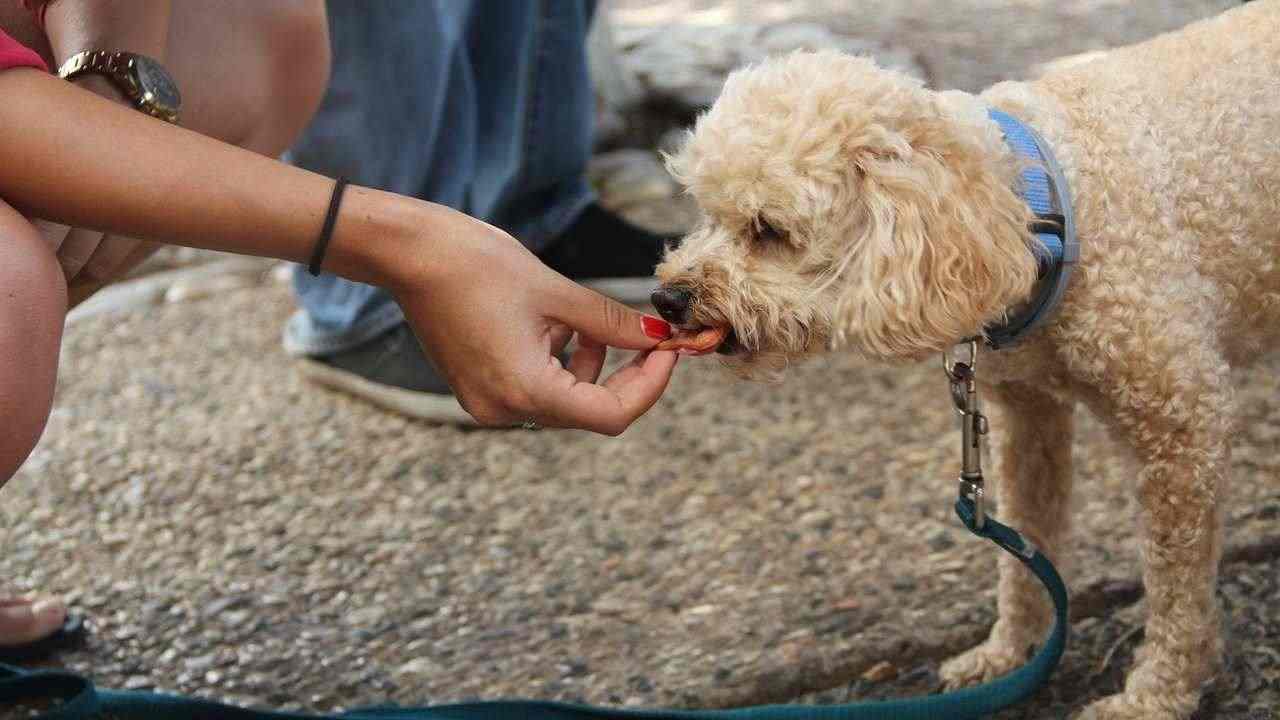 cane davanti la lavatrice 