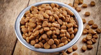 Cani, una ricetta per delle squisite crocchette