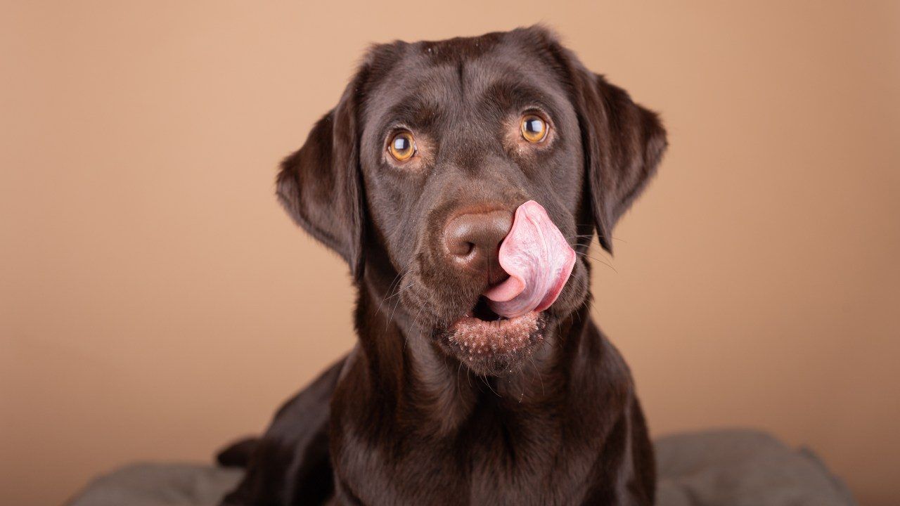 cane seppellito con padrone